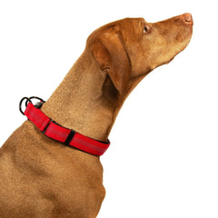 Adjustable Nylon Dog Collar, USA Seller 5 Colors Durable Small Medium Large Dogs